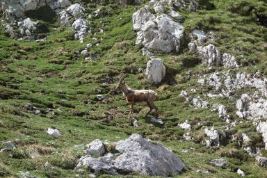 Marmarole