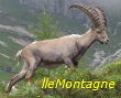 lleMontagne
